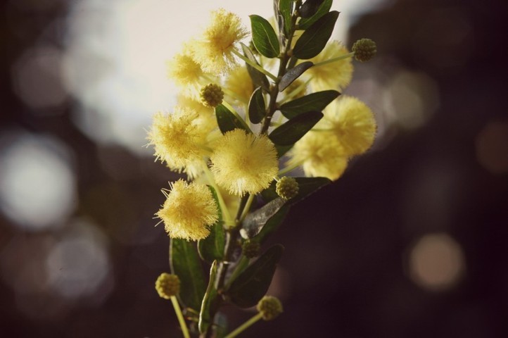 mimosa-matrimonio-torino-nozze-simmi