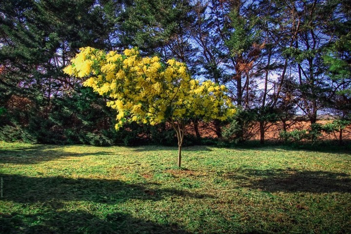 mimosa-matrimonio-torino-nozze-simmi