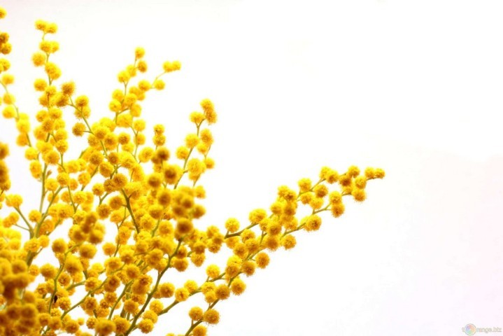 mimosa-matrimonio-torino-nozze-simmi