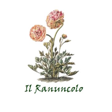 Il ranuncolo: una gioia per i matrimoni di primavera