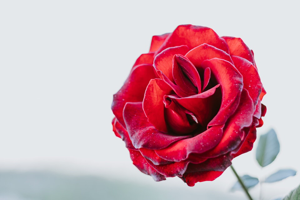 Fiori per un matrimonio: la rosa