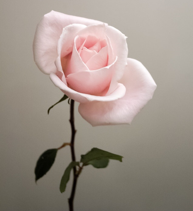 Fiori per un matrimonio: la rosa