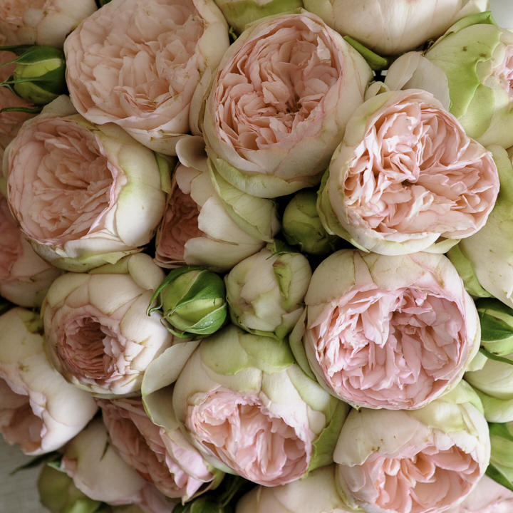 Fiori per un matrimonio: la rosa inglese