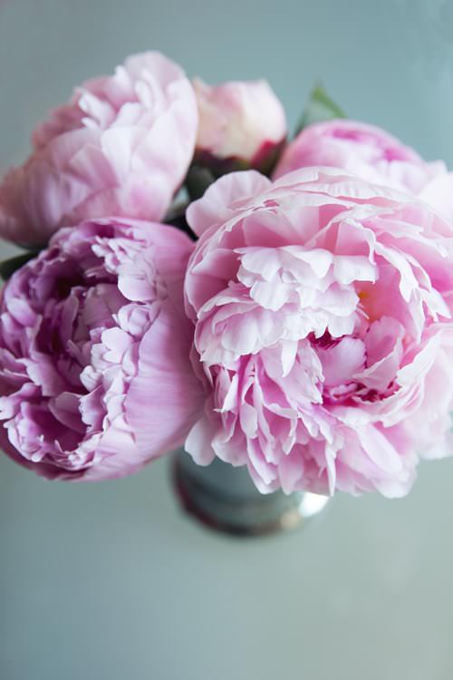 Fiori per un matrimonio: la peonia