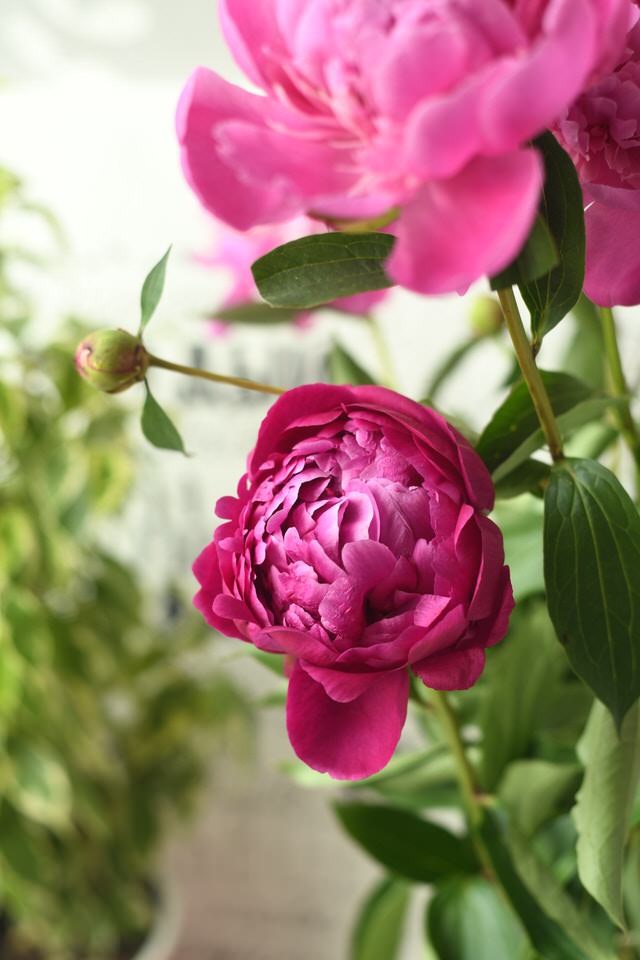 Fiori per un matrimonio: la peonia