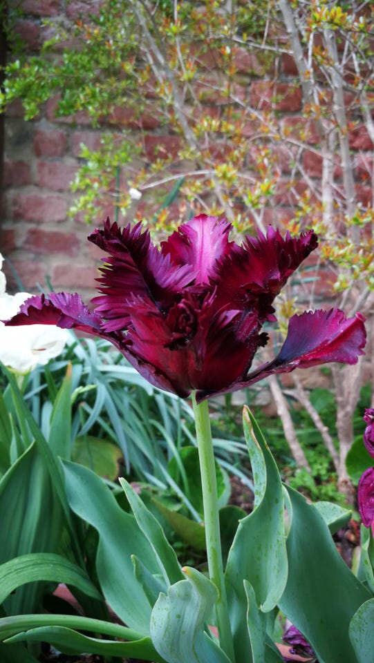 Fiori per un matrimonio: il tulipano