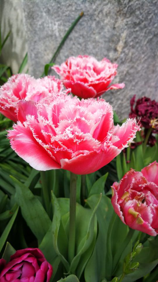 Fiori per un matrimonio: il tulipano