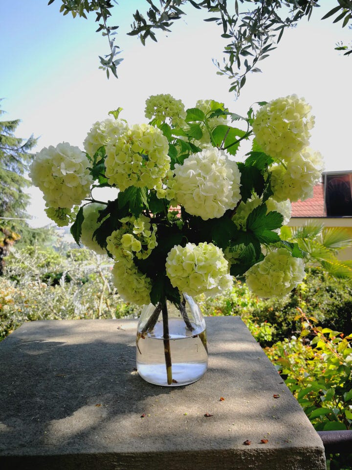 Fiori per un matrimonio: l'ortensia