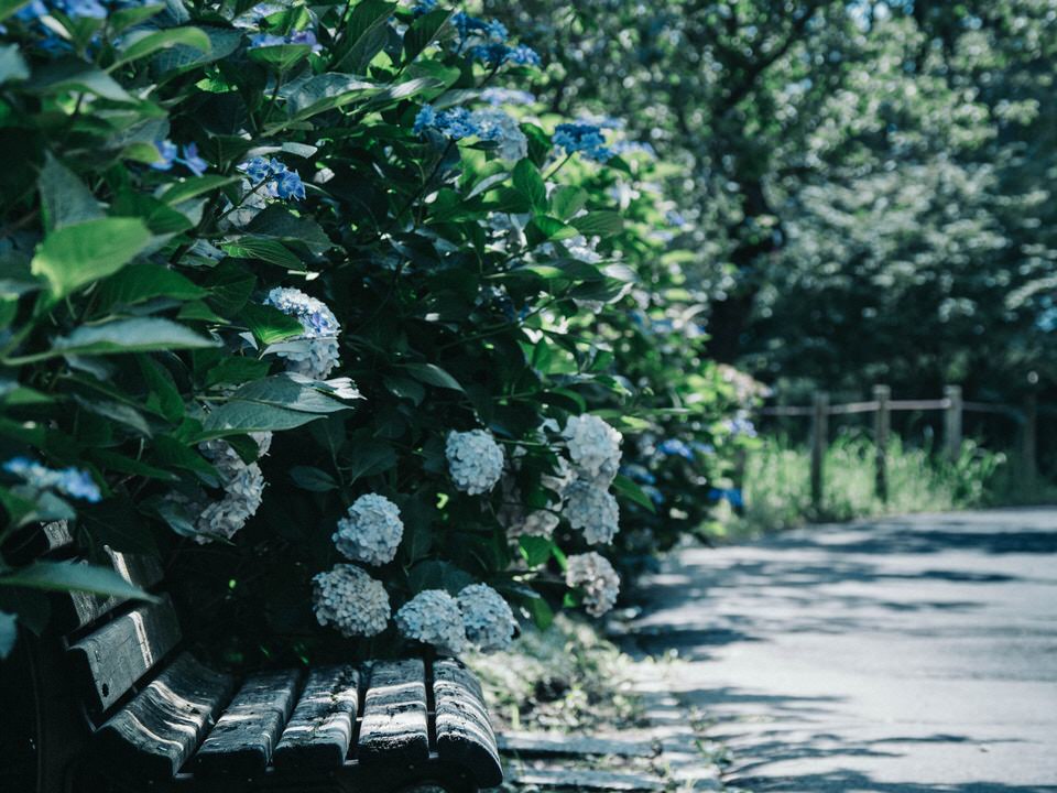 Fiori per un matrimonio: l'ortensia