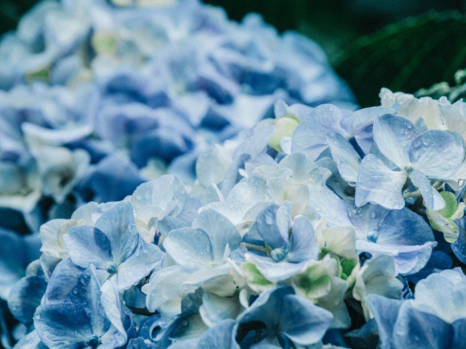 Fiori per un matrimonio: l'ortensia