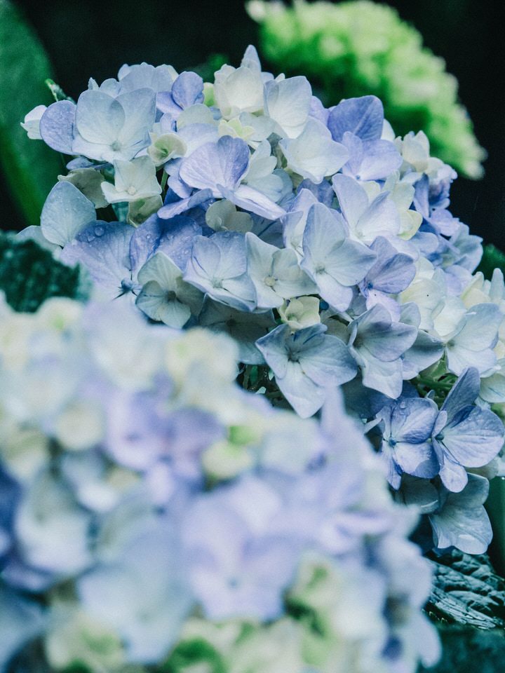 Fiori per un matrimonio: l'ortensia