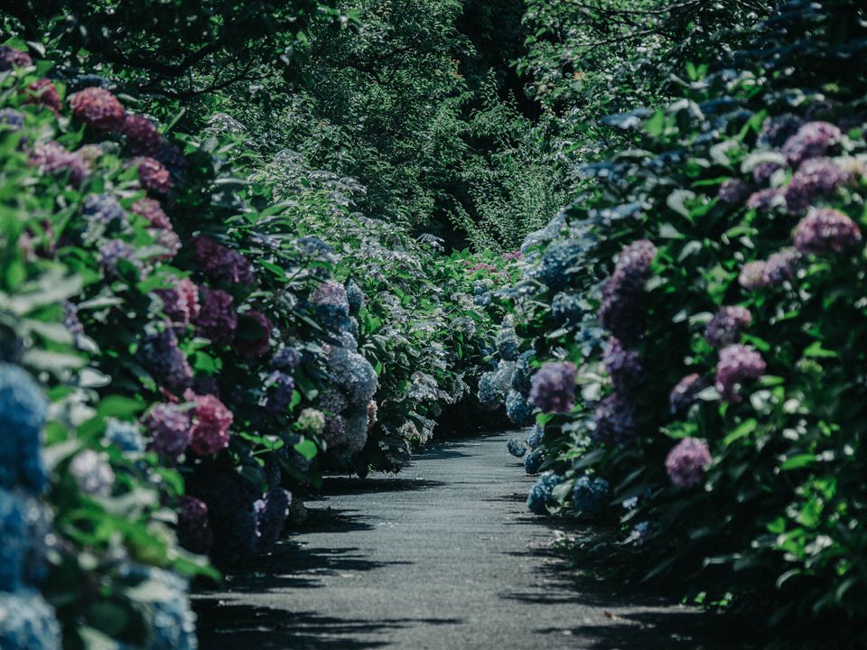Fiori per un matrimonio: l'ortensia